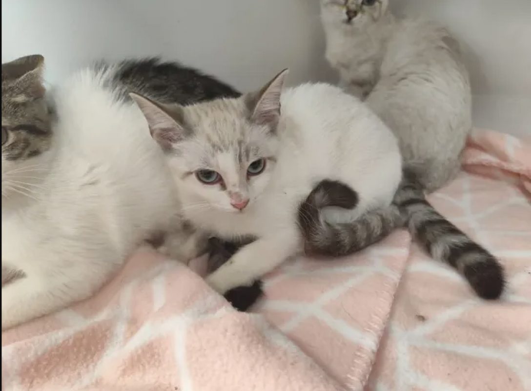Stone - Chat Européen à adopter