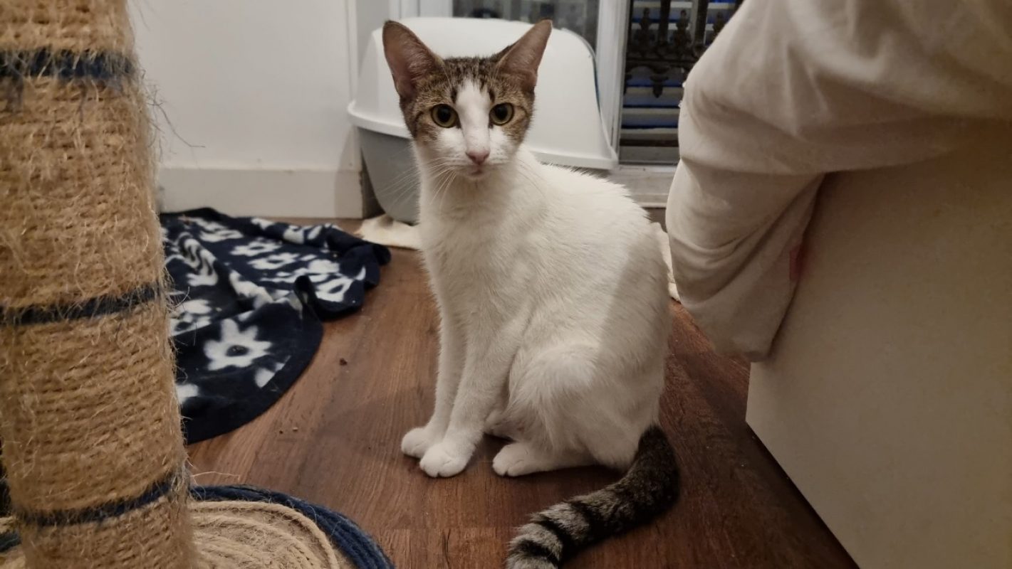 Mokka - Chat Européen à adopter