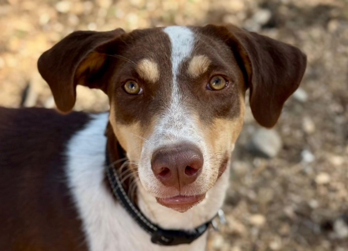 Rocky - Chien à adopter