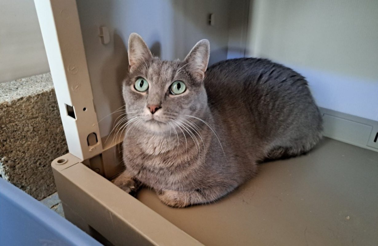Tayko - Chat Européen à adopter