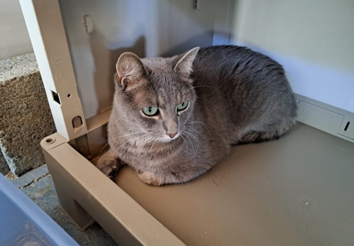 Tayko - Chat Européen à adopter - photo 2