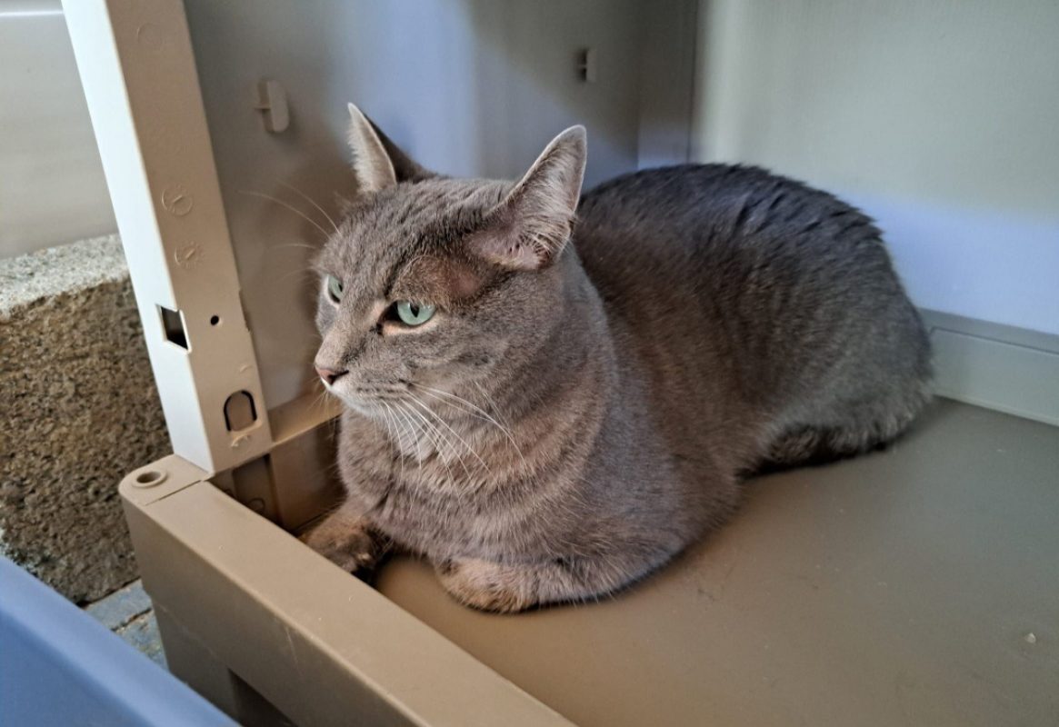 Tayko - Chat Européen à adopter - photo 3
