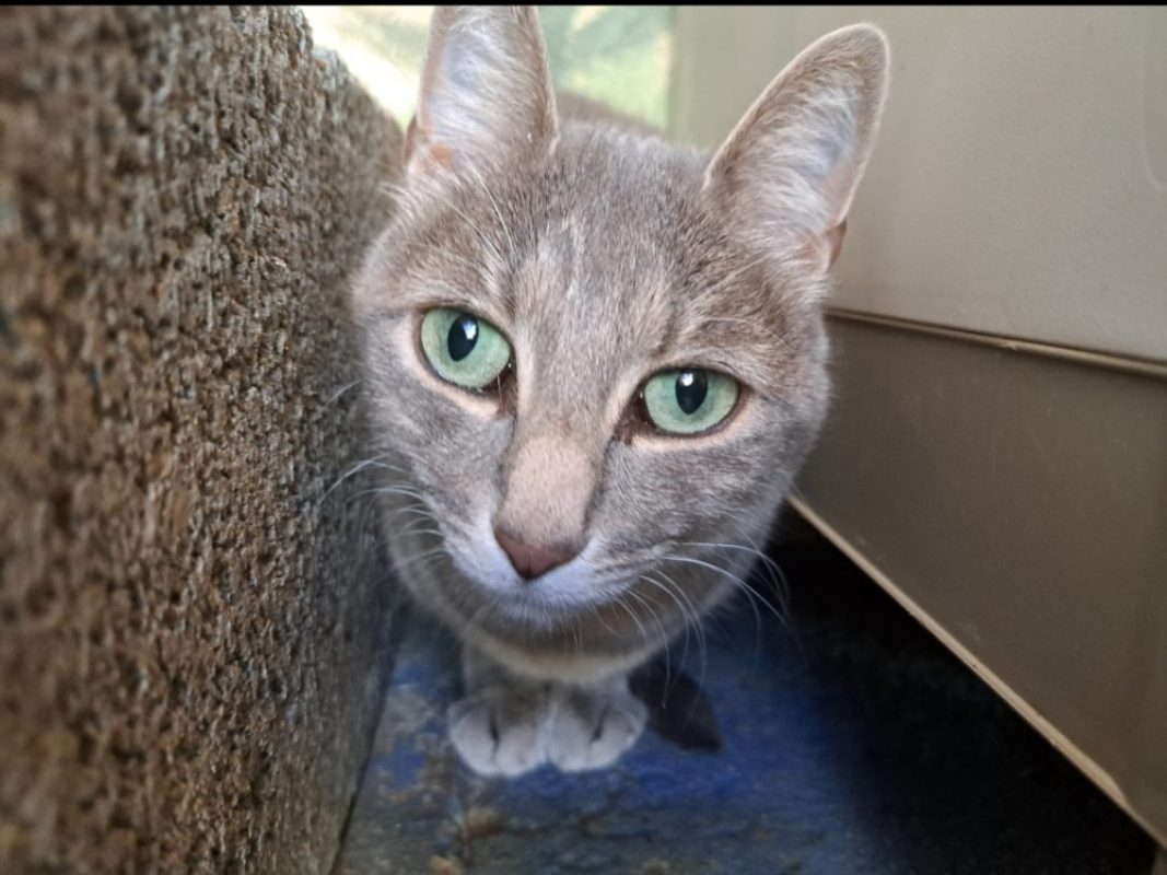 Tykie - Chat Européen à adopter