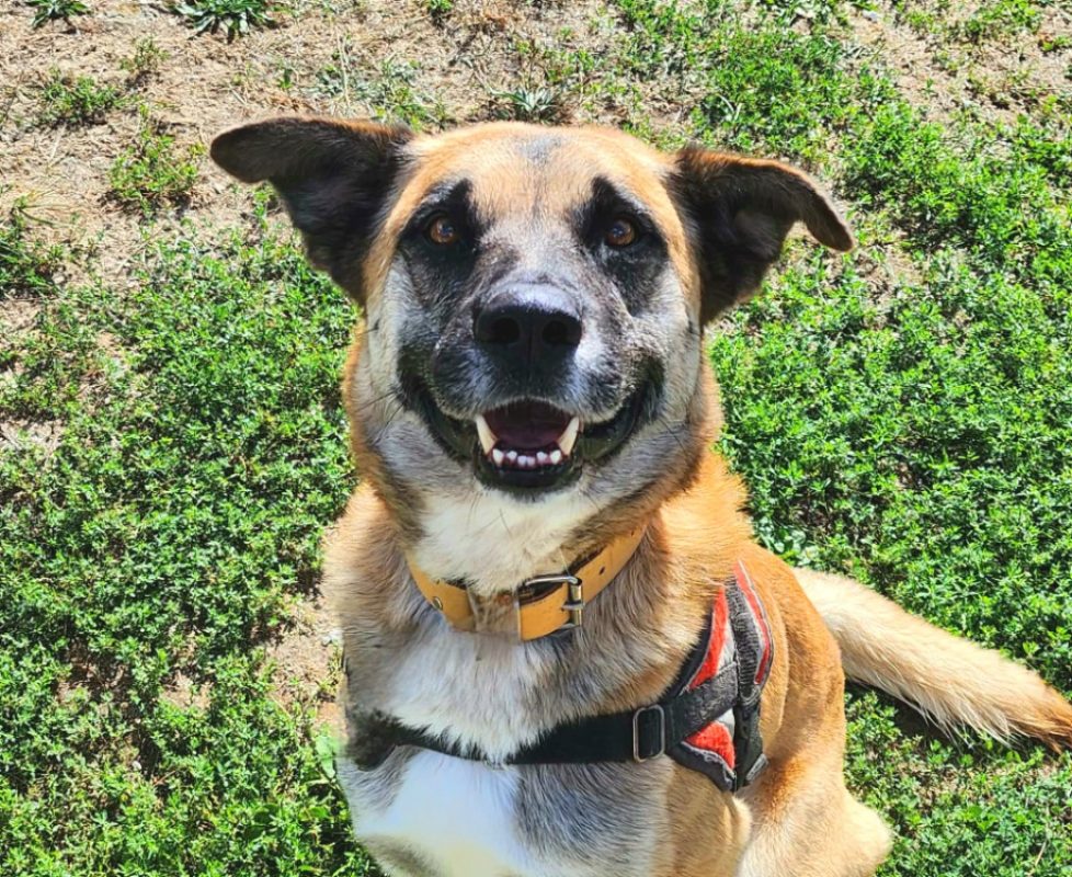 Psyke - Chien Berger Belge Malinois à adopter