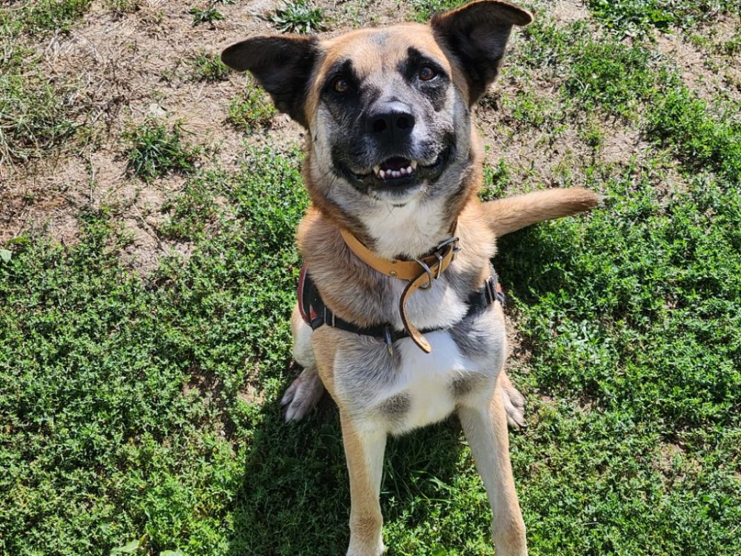 Psyke - Chien Berger Belge Malinois à adopter - photo 2