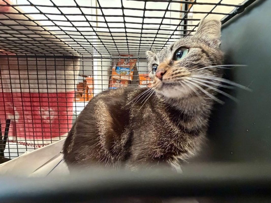 Canelle - Chat Européen à adopter