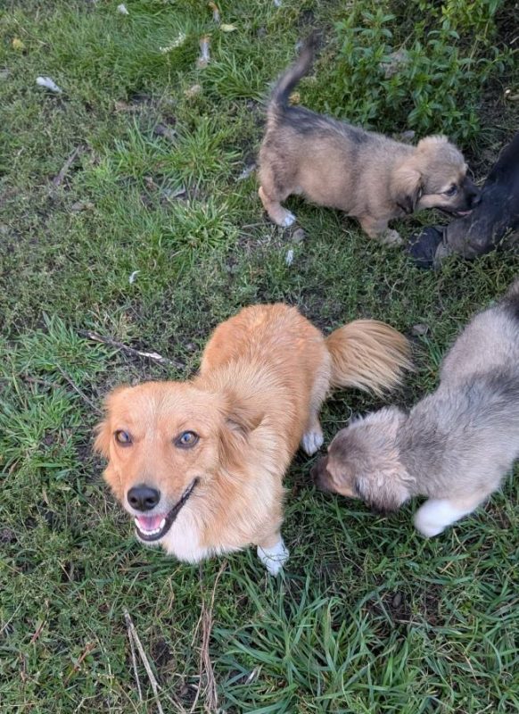 Nostra - Chien à adopter - photo 4