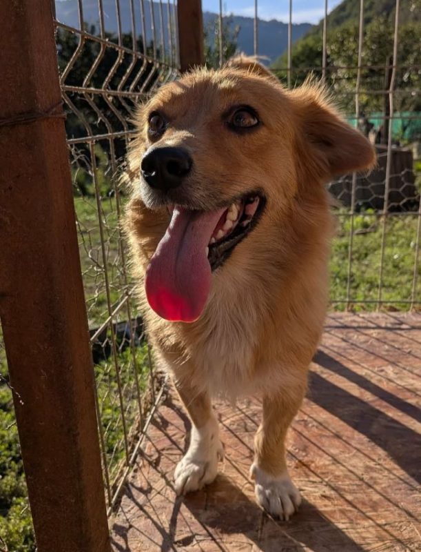 Nostra - Chien à adopter - photo 3