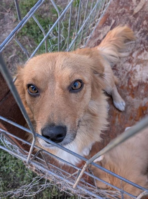 Nostra - Chien à adopter