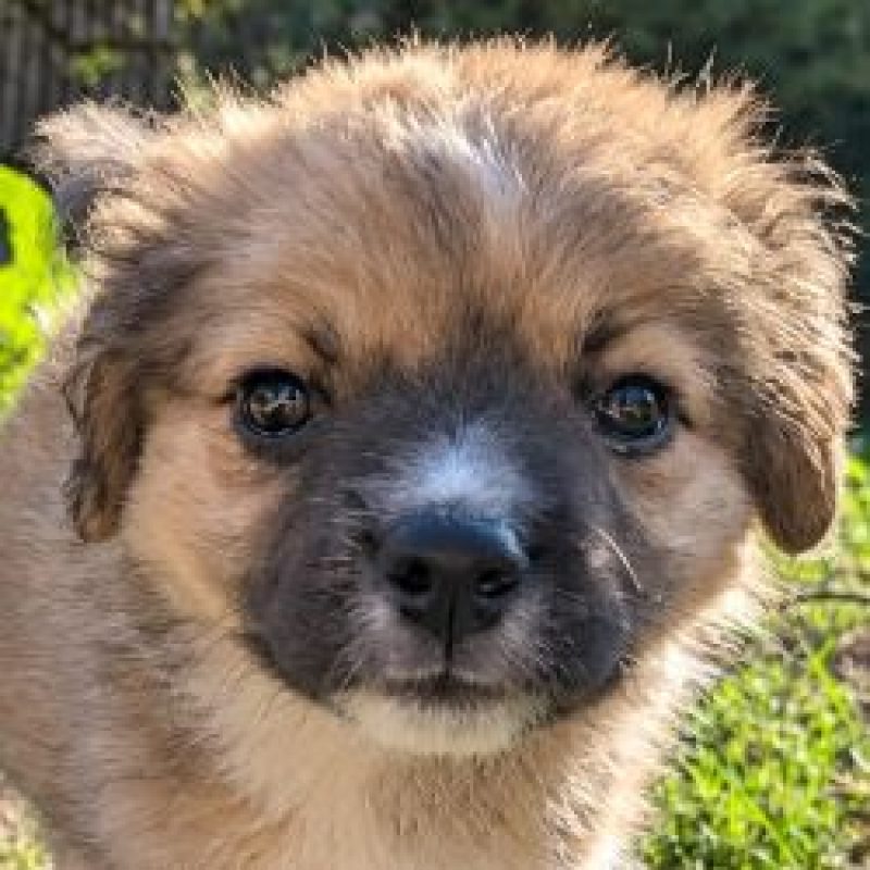 Adhara - Chien à adopter - photo 2