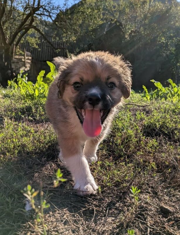Adhara - Chien à adopter - photo 3