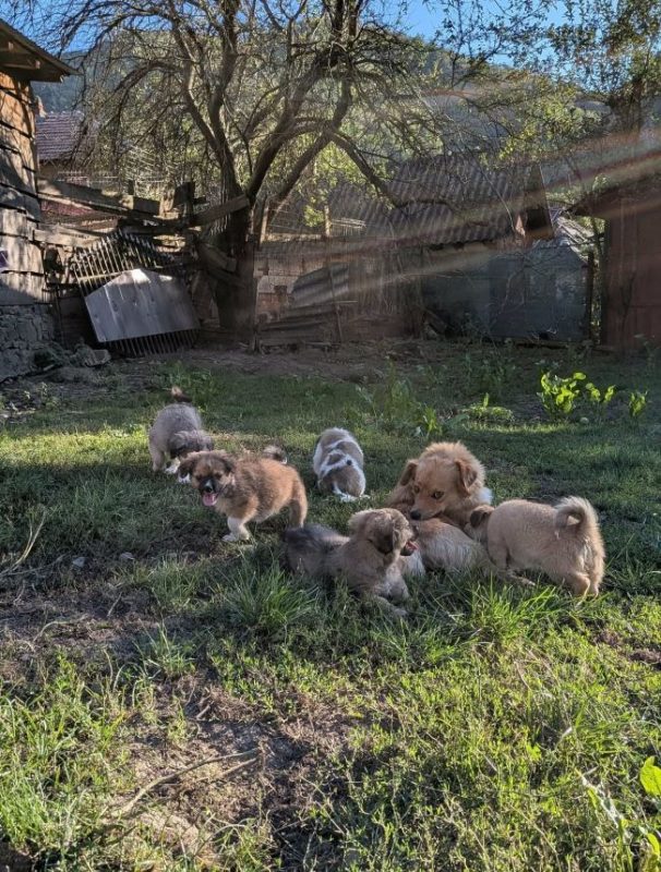 Adhara - Chien à adopter