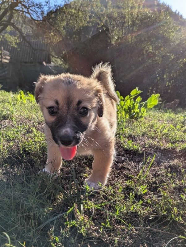Eris - Chien à adopter - photo 3