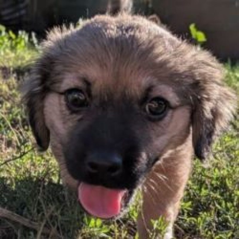 Sienna - Chien à adopter - photo 2