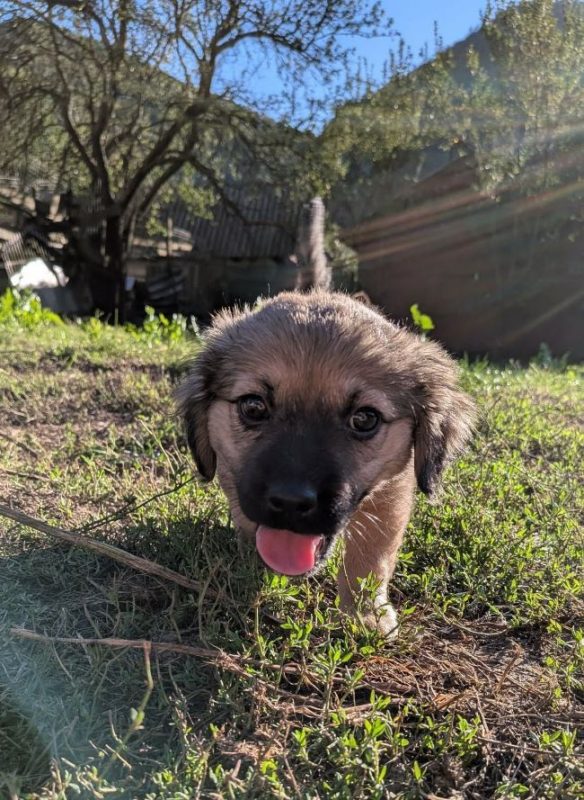 Sienna - Chien à adopter