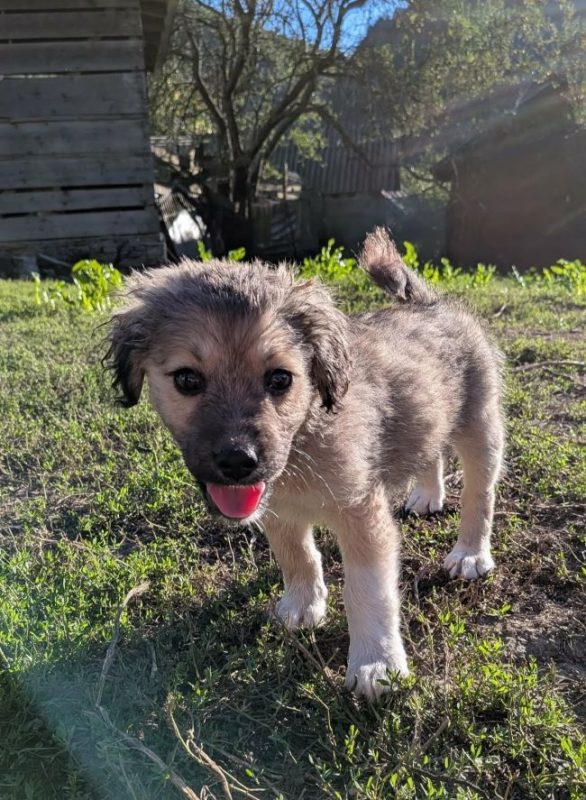 Cooper - Chien à adopter
