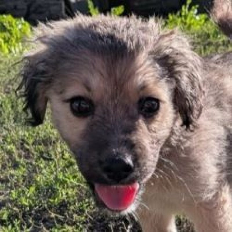 Cooper - Chien à adopter - photo 2