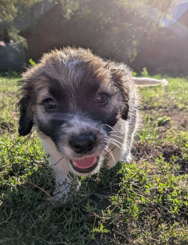 Taikong - Chien à adopter