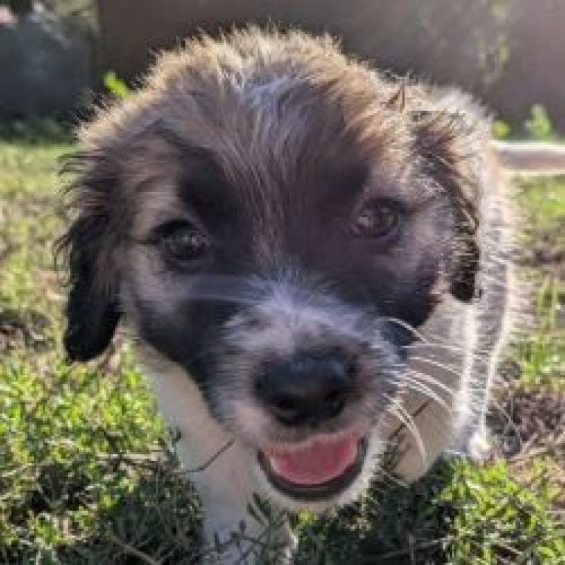 Taikong - Chien à adopter - photo 2