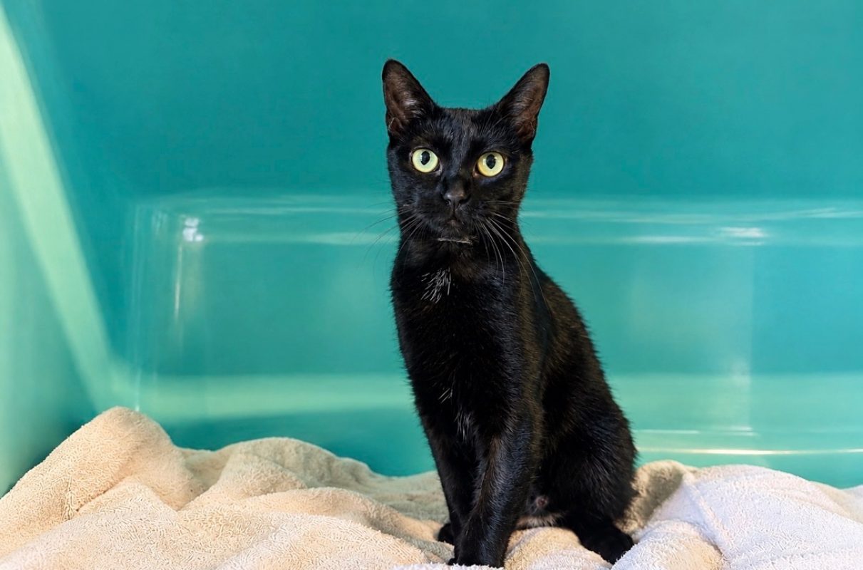 Kooky - Chat Européen à adopter