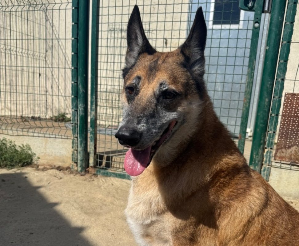 Nouck - Chien Berger Belge Malinois à adopter