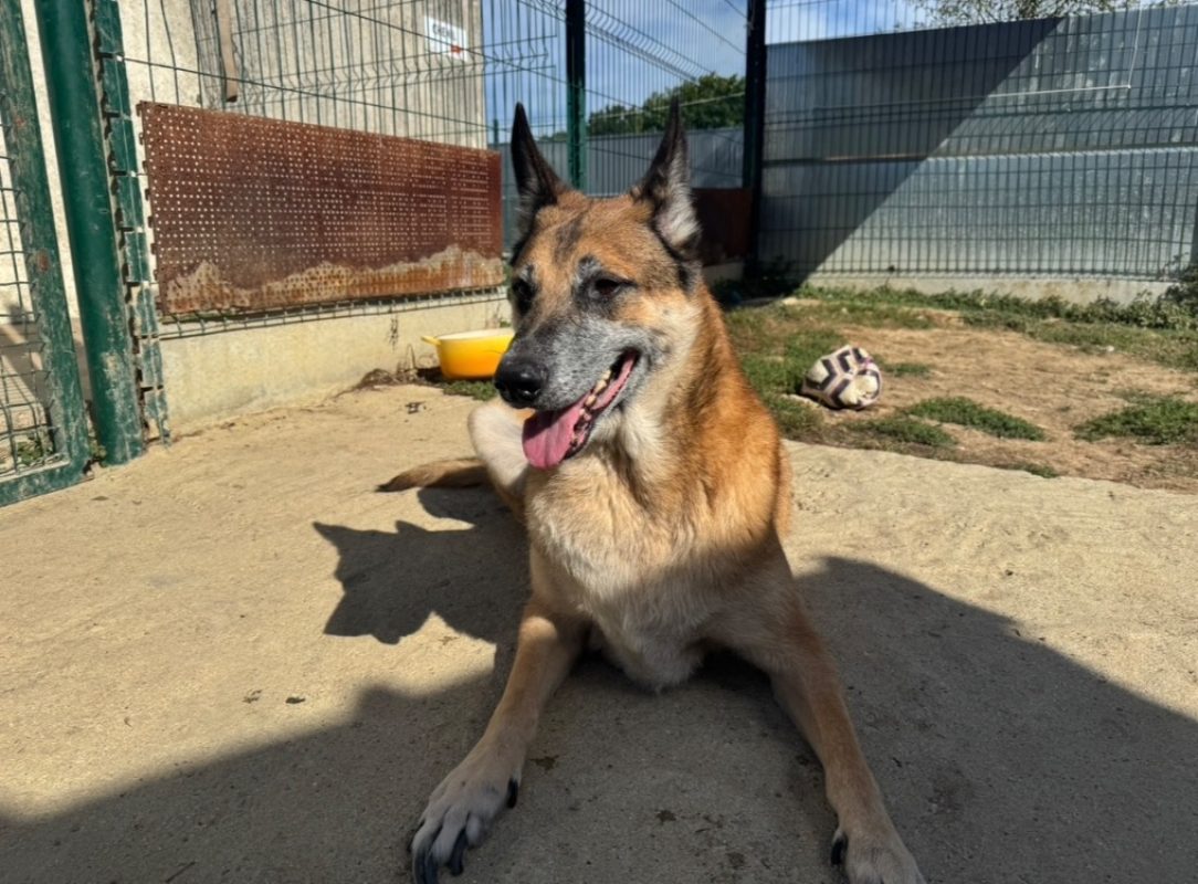 Nouck - Chien Berger Belge Malinois à adopter - photo 2