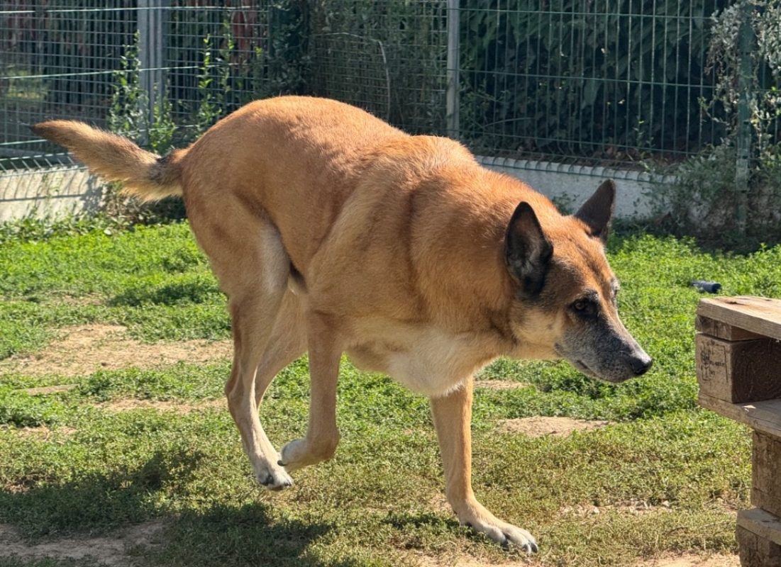 Nouck - Chien Berger Belge Malinois à adopter - photo 3