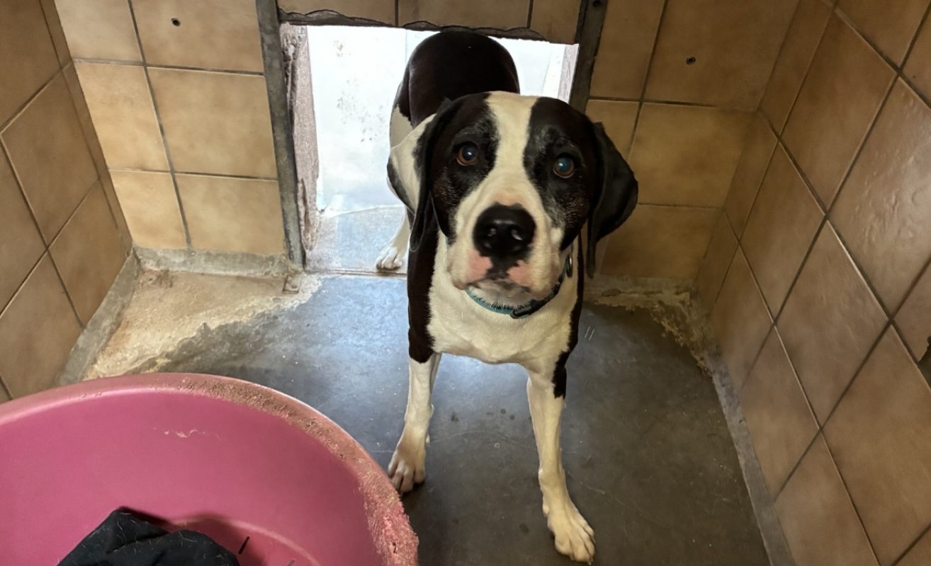Maylo - Chien à adopter