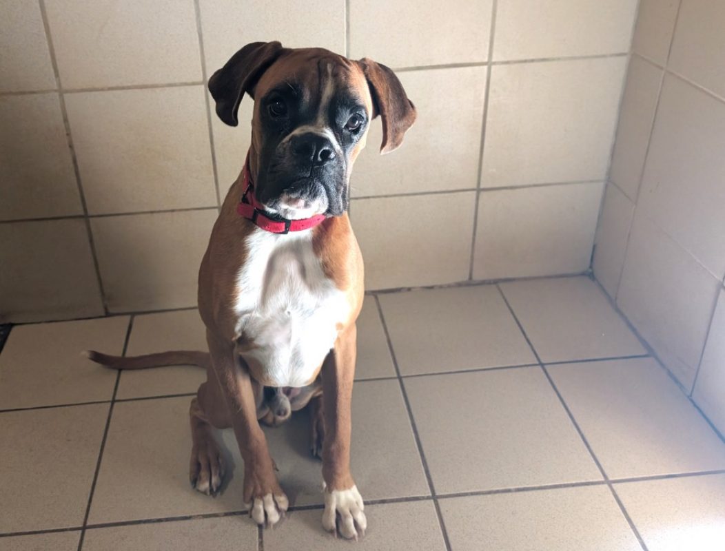 Aaron - Chien Boxer à adopter