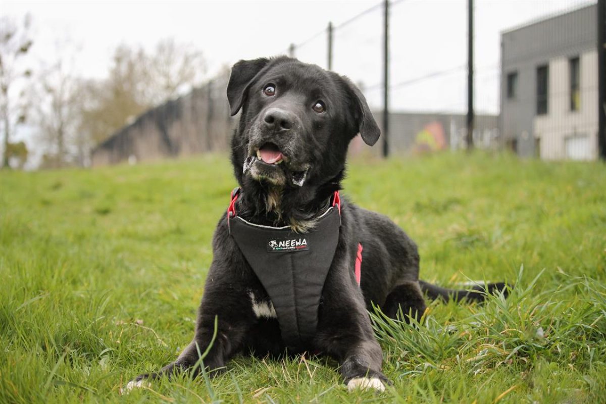 Ptolemee - Chien à adopter - photo 3
