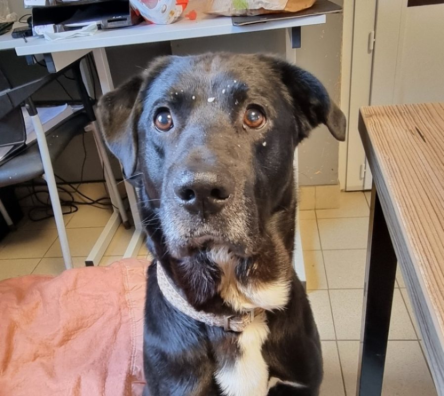 Ptolemee - Chien à adopter - photo 11