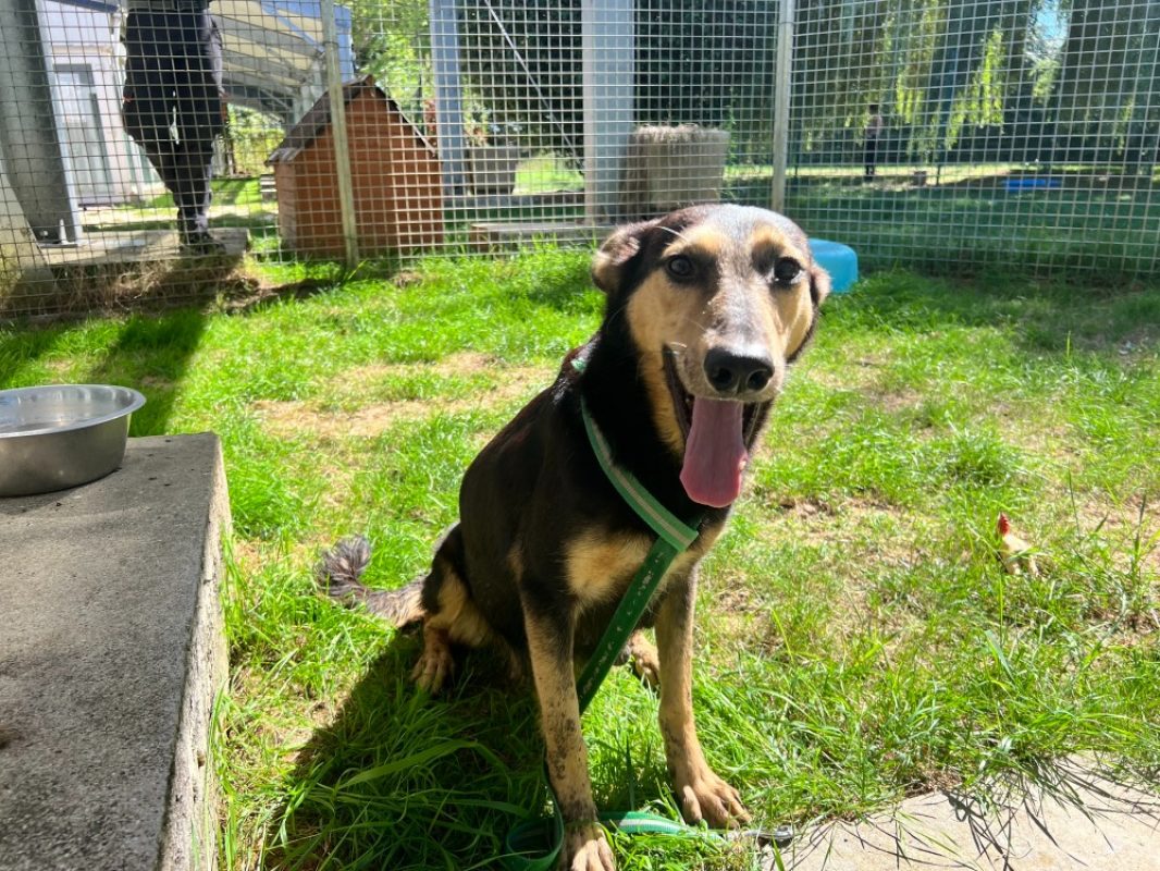 Soury - Chien à adopter