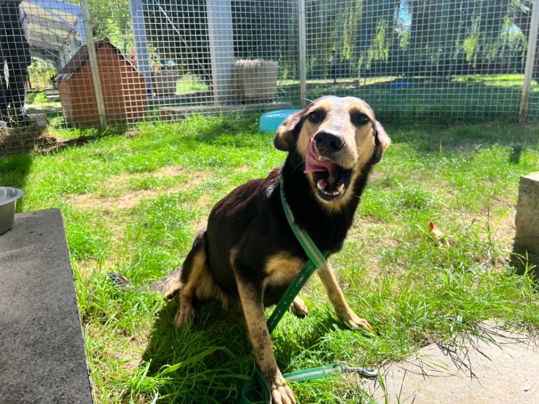 Soury - Chien à adopter - photo 2