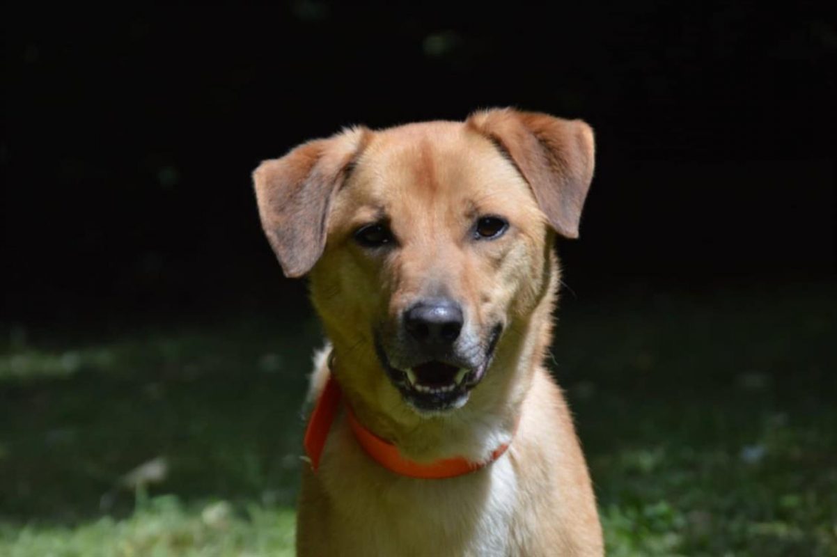 Thayson - Chien Berger à adopter