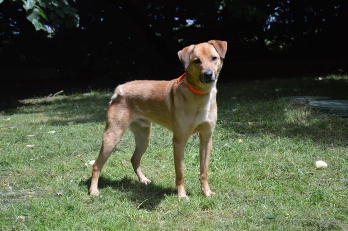 Thayson - Chien Berger à adopter - photo 2