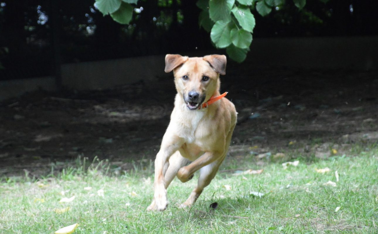 Thayson - Chien Berger à adopter - photo 3