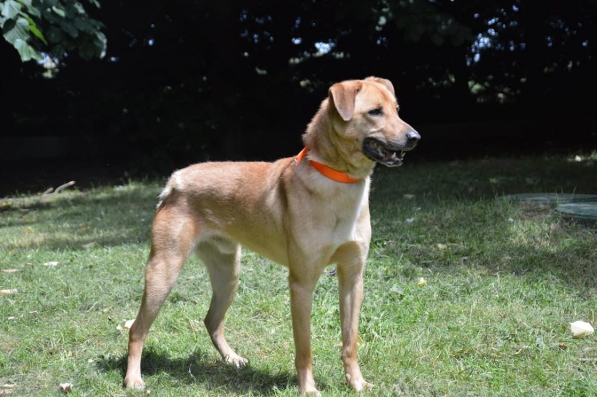 Thayson - Chien Berger à adopter - photo 4