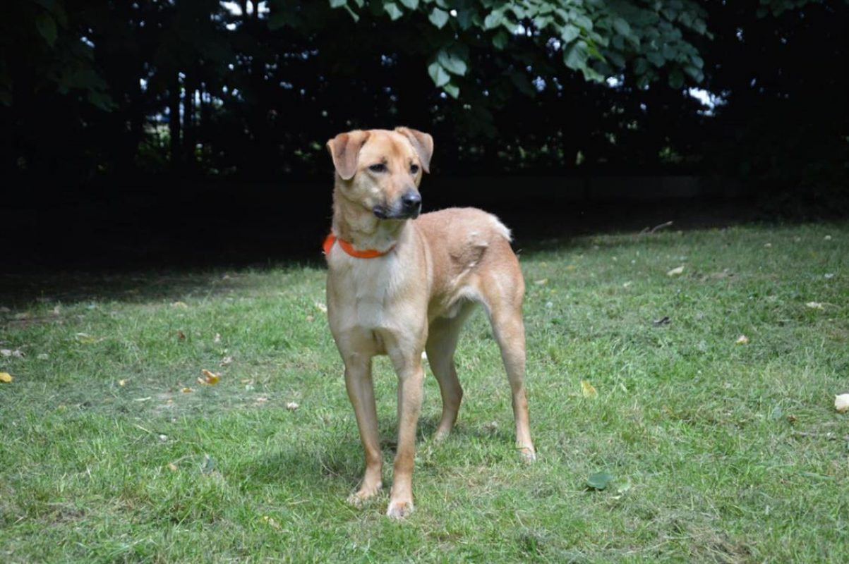Thayson - Chien Berger à adopter - photo 5