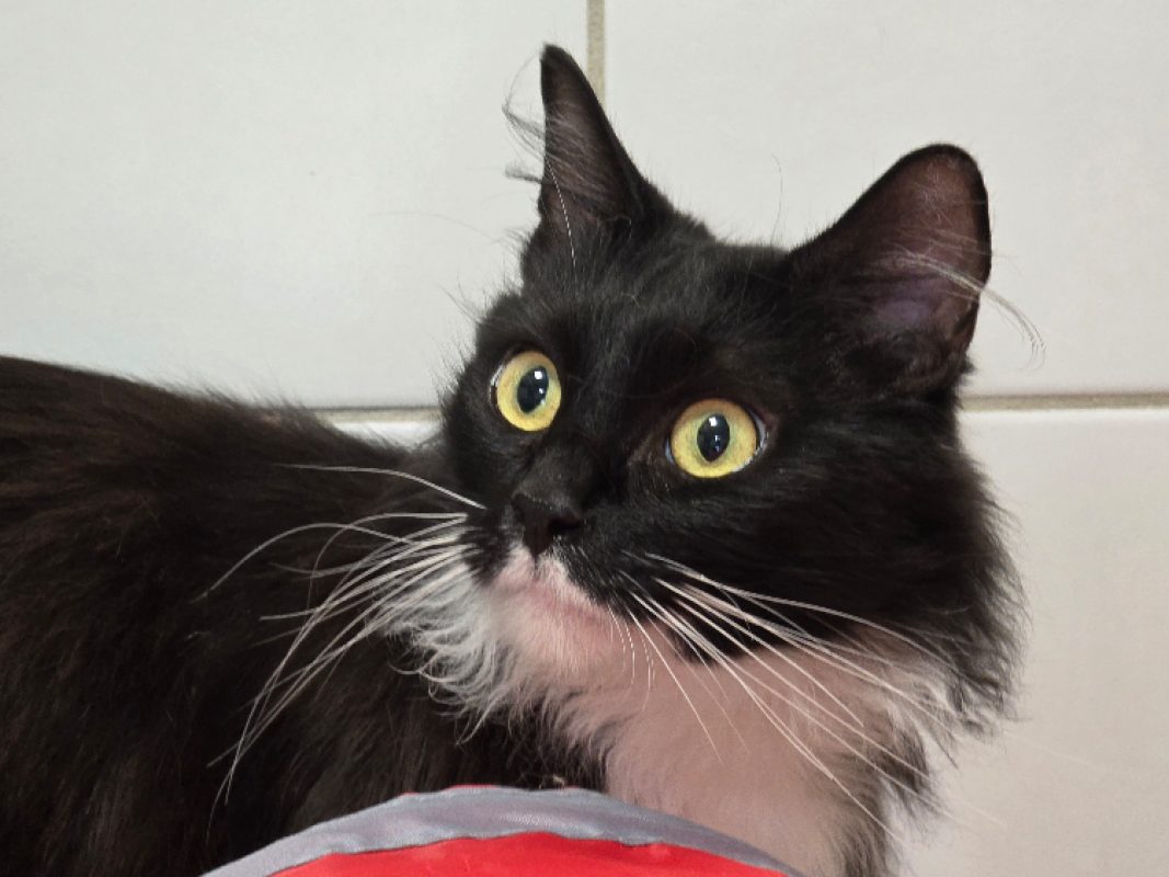 Elmo - Chat Européen à adopter