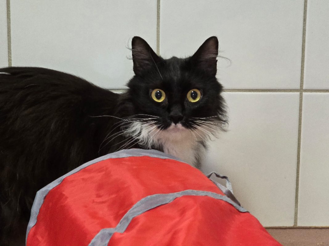 Elmo - Chat Européen à adopter - photo 2