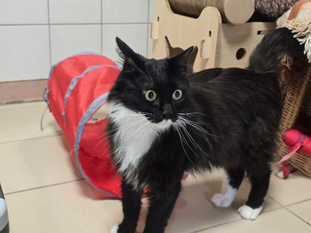 Elmo - Chat Européen à adopter - photo 3