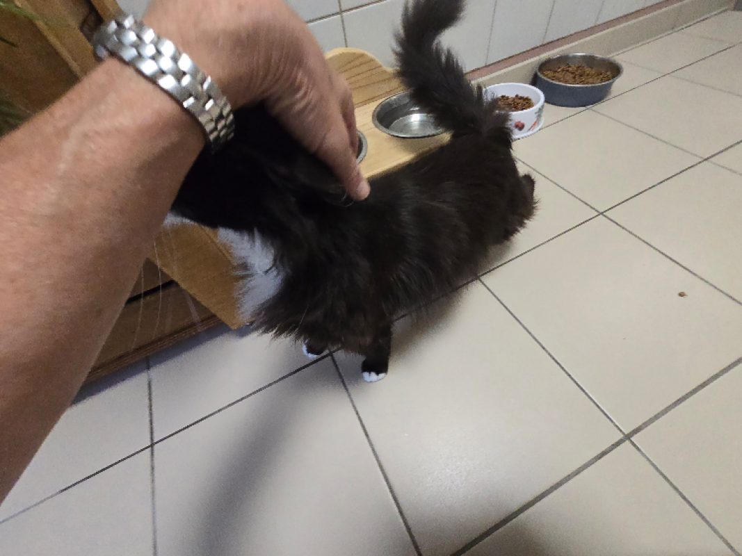 Elmo - Chat Européen à adopter - photo 4