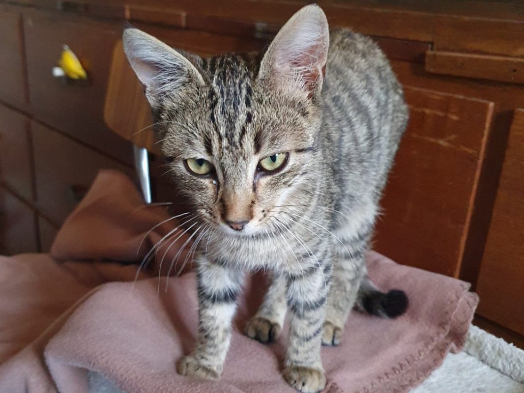 Colibri - Chat Européen à adopter