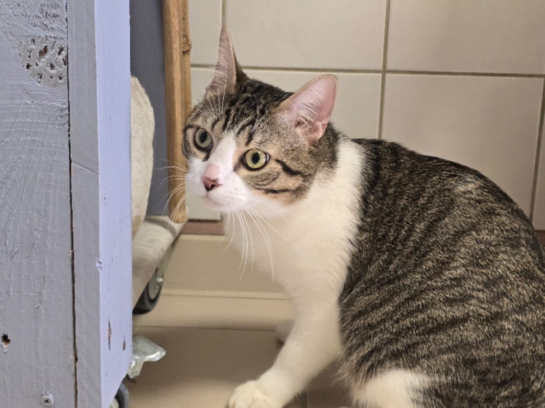 Vasca - Chat Européen à adopter