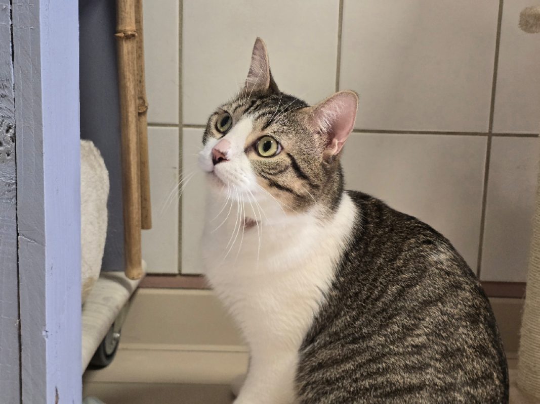 Vasca - Chat Européen à adopter - photo 2