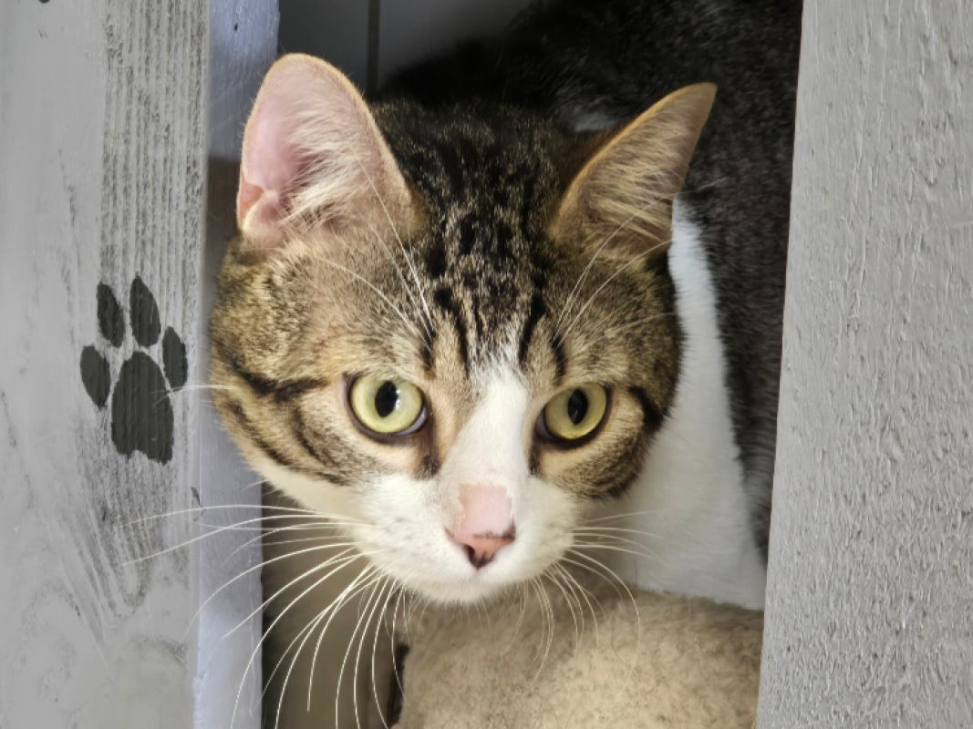 Vasca - Chat Européen à adopter - photo 4