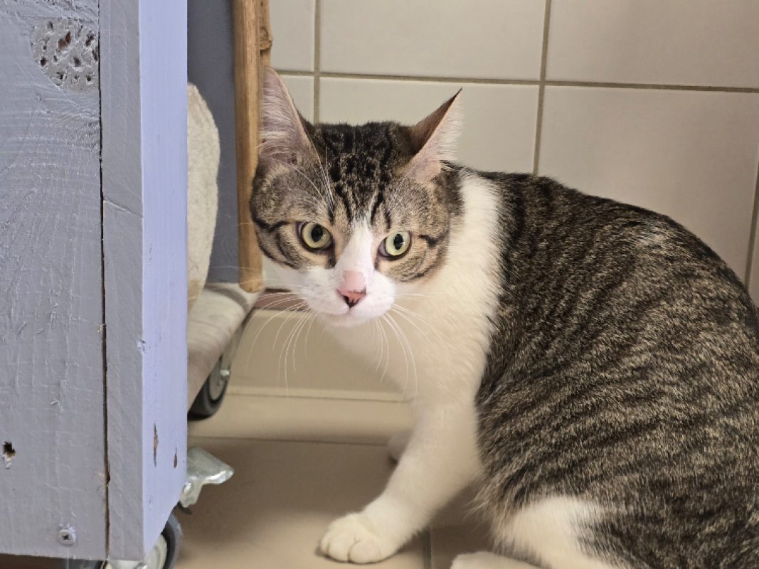 Vasca - Chat Européen à adopter - photo 5