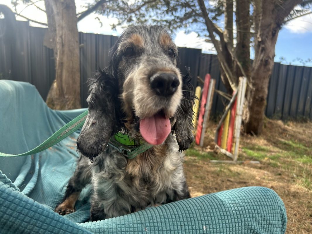 Chouquette - Chien à adopter - photo 2
