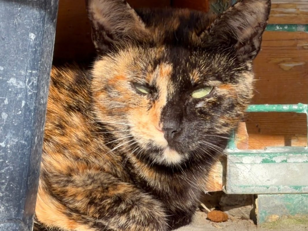 Lady - Chat Européen à adopter - photo 2