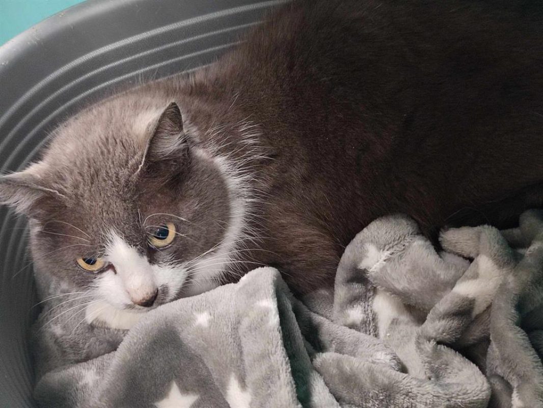 Mikasa - Chat Européen à adopter